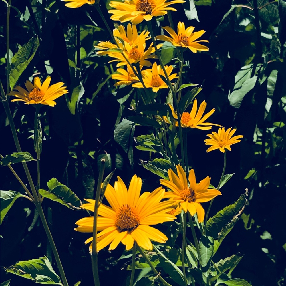 Meet your Posher, Daniela